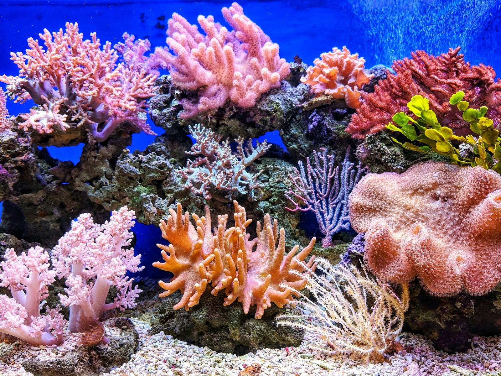 Corais vivos nas ruínas exploráveis de Nautilo 47.